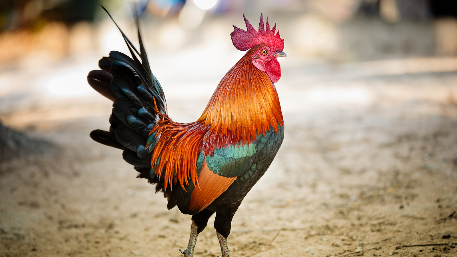 Roaster — live poultry and livestock at NY Poultry & Livestock in Brooklyn
