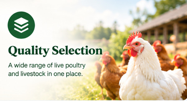 Quality Selection — A wide range of live poultry and livestock in one place.