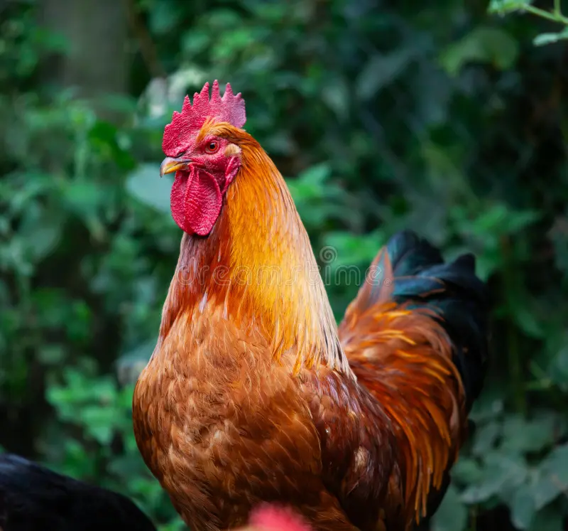 Red Cockerel — live poultry and livestock at NY Poultry & Livestock in Brooklyn